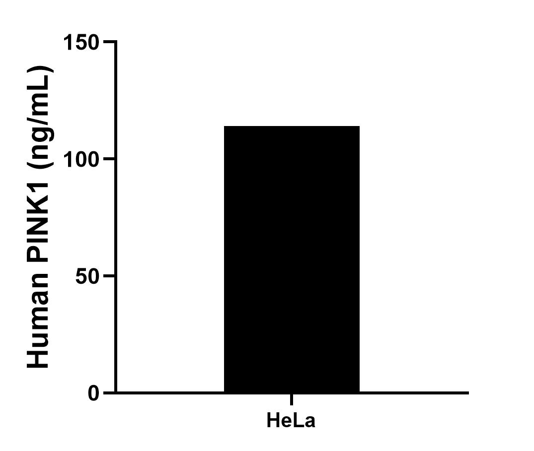 The mean PINK1 concentration was determined to be 114.07 ng/mL in HeLa cell extract based on a 2.00 mg/mL extract load.